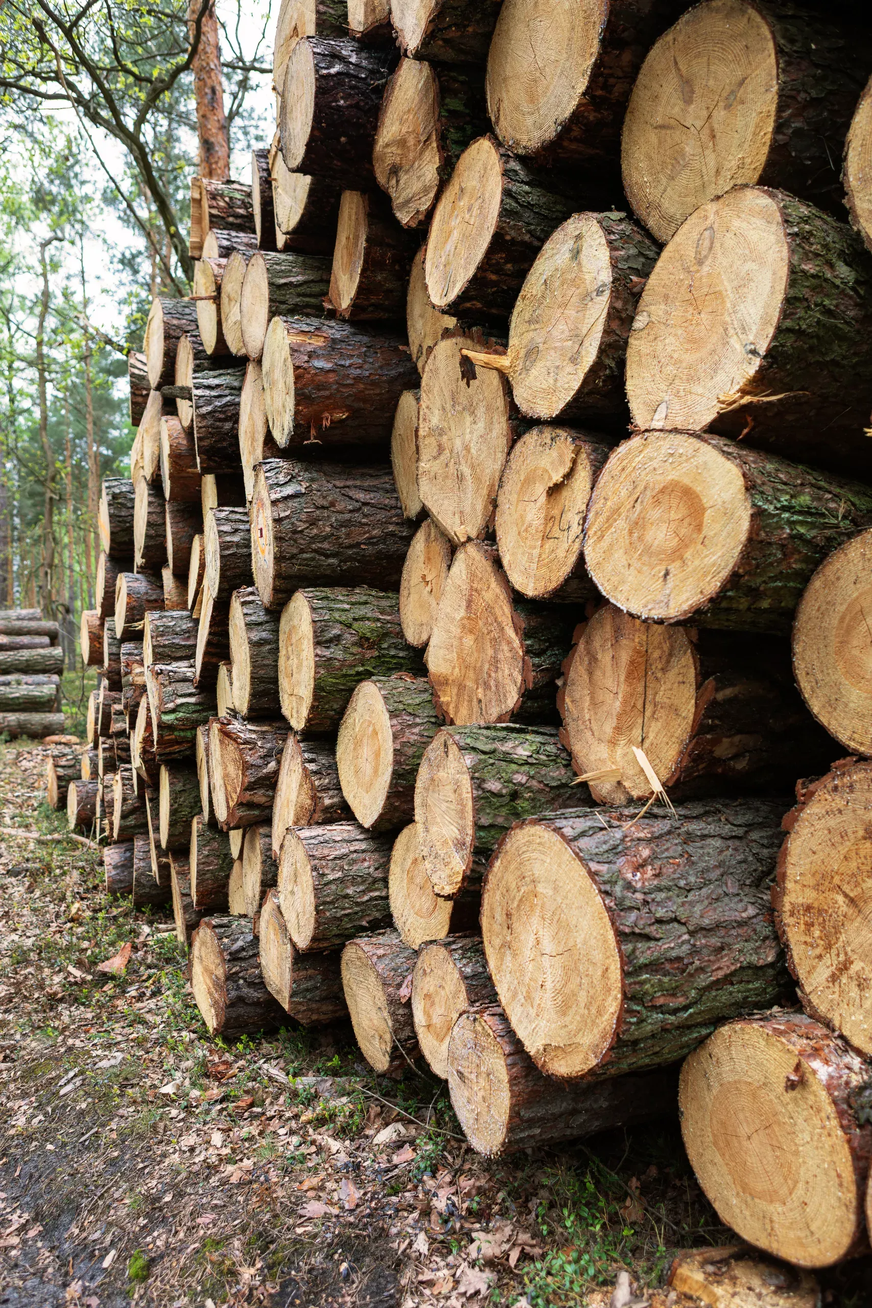 Nachhaltige Forstwirtschaft – Holzstapel